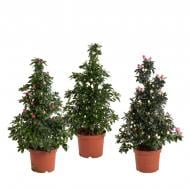 Растение Азалия 17 х35 микс Piramide