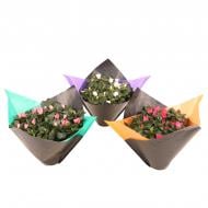 Растение Азалия 14 х30 микс в подарочной упаковке Flandresse Flexx Sleeve Растение Азалия 14 х30 микс в подарочной упаковке Flandresse Flexx Sleeve