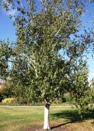 Растение Береза полезная Betula utilis h 350-400 см d 10-12 см