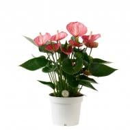 Рослина Антуріум 12 х40 червоний Livium Briljante