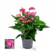 Рослина Антуріум 17 х60 пурпурний Purple Love Рослина Антуріум 17 х60 пурпурний Purple Love