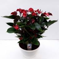 Растение Антуриум 30 х60 красный Adios