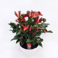 Растение Антуриум 30 х60 красный Dynamite