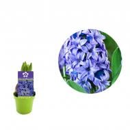 Растение Гиацинт 06 х08 голубой Blue Pearl Растение Гиацинт 06 х08 голубой Blue Pearl