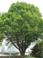 Растение Граб обыкновенный Carpinus betulus h 140-150 см
