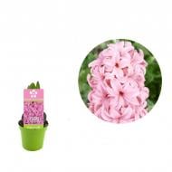 Растение Гиацинт 06 х08 розовый Pink Pearl Растение Гиацинт 06 х08 розовый Pink Pearl