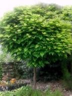 Растение Катальпа северная Catalpa speciosa h 250-300 см d 9-10 см
