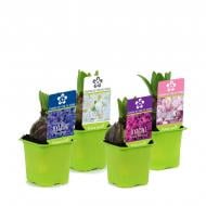 Рослина Гіацинт 07 х10 мікс Roma Nova Рослина Гіацинт 07 х10 мікс Roma Nova