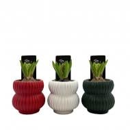 Растение Гиацинт 08 х15 микс в керамическом кашпо Растение Гиацинт 08 х15 микс в керамическом кашпо