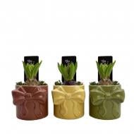 Рослина Гіацинт 09 х15 мікс у керамічному кашпо з бантиком Рослина Гіацинт 09 х15 мікс у керамічному кашпо з бантиком