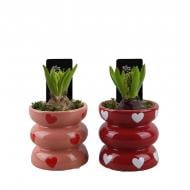 Растение Гиацинт 09 х15 микс в керамическом кашпо с сердечками Растение Гиацинт 09 х15 микс в керамическом кашпо с сердечками