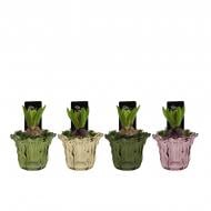 Растение Гиацинт 10 х15 микс в керамическом кашпо Bright Blooms Растение Гиацинт 10 х15 микс в керамическом кашпо Bright Blooms