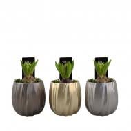 Растение Гиацинт 10 х15 микс в керамическом кашпо Golden Glow Растение Гиацинт 10 х15 микс в керамическом кашпо Golden Glow