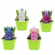 Растение Гиацинт 12 х12 микс Roma Nova Растение Гиацинт 12 х12 микс Roma Nova