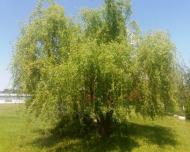 Растение Ива китайская Salix matsud ana Tortuosa h 450-500 см d 20-25 см