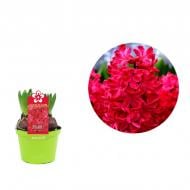 Растение Гиацинт 12 х12 красный Jan Bos Растение Гиацинт 12 х12 красный Jan Bos