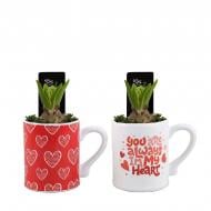 Растение Гиацинт 12 х18 микс в керамической чашке Растение Гиацинт 12 х18 микс в керамической чашке