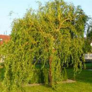 Растение Ива китайская желтая Salix matsud ana Tortuosa h 350-400 см d 20-25 см