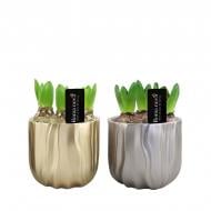 Растение Гиацинт 13 х19 микс в керамическом кашпо Растение Гиацинт 13 х19 микс в керамическом кашпо