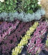 Растение Верес / Calluna vulgaris в ассортименте Р12