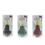 Растение Гиппеаструм 0 х20 микс луковица в воске Marble в подарочном тубусе Растение Гиппеаструм 0 х20 микс луковица в воске Marble в подарочном тубусе