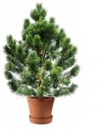 Саженец Сосна в горшке 1,5 м