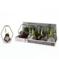 Растение Гиппеаструм 0 х20 микс луковица в воске с металлической формой Растение Гиппеаструм 0 х20 микс луковица в воске с металлической формой