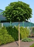 Растение Катальпа бигнониевидная Catalpa bignonioid es Nana St180