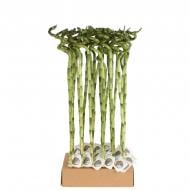 Растение Драцена 05*80 Lucky Bamboo