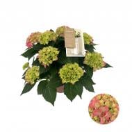 Рослина Гортензія 14 х40 ніжно-рожева Рослина Гортензія 14 х40 ніжно-рожева