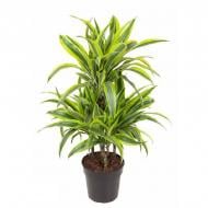 Растение Драцена 21*90 Lemon Lime carrousel