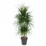 Растение Драцена 31*160 Marginata carrousel