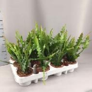 Растение Эпифиллум 09х15 Anguliger