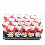 Растение Эхеверия 06х08 Miranda крашеная Multi Glitter микс в дополнительной упаковке Растение Эхеверия 06х08 Miranda крашеная Multi Glitter микс в дополнительной упаковке