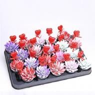 Растение Эхеверия 06х08 Miranda крашеная с блестками микс в цинковом кашпо