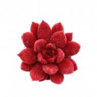 Растение Эхеверия 06х08 Miranda крашеная бархатная красная с блестками