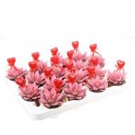 Растение Эхеверия 06х08 Miranda крашеная розовая с топпером