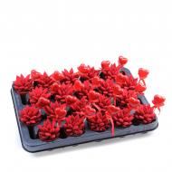 Растение Эхеверия 06х08 Purper крашеная бархатная красная с топпером