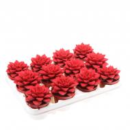 Растение Эхеверия 08х10 Purper крашеная бархатная красная