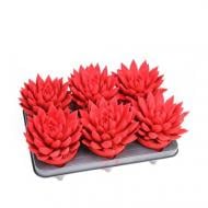 Растение Эхеверия 12х15 Miranda крашеная бархатная красная Растение Эхеверия 12х15 Miranda крашеная бархатная красная