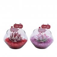 Растение Эхеверия 15х25 Miranda крашеная в стеклянном кашпо с декором
