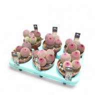 Растение Кактус 12х15 Echinocereus Rubrispinus Растение Кактус 12х15 Echinocereus Rubrispinus