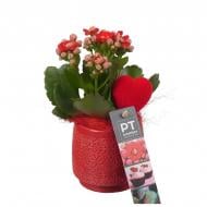 Растение Каланхое каландива 08 х15 красное в красном керамическом кашпо Растение Каланхое каландива 08 х15 красное в красном керамическом кашпо