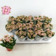 Растение Каланхое каландива 09 х20 розовое (Queen)