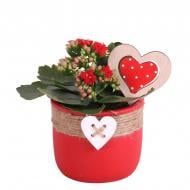 Рослина Каланхоє каландіва 11 х25 червоне у керамічному кашпо з декором Рослина Каланхоє каландіва 11 х25 червоне у керамічному кашпо з декором