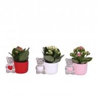 Рослина Каланхоє каландіва 14 х20 мікс у керамічному кашпо з ведмедиком Рослина Каланхоє каландіва 14 х20 мікс у керамічному кашпо з ведмедиком