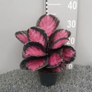 Растение Калатея 12*35 Roseo Picta Растение Калатея 12*35 Roseo Picta