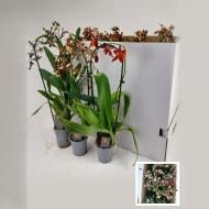 Растение Камбрия (орхидея) каскад 09*60 микс