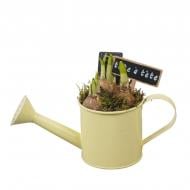 Растение Композиция 09 х20 с нарциссом в лейке Растение Композиция 09 х20 с нарциссом в лейке