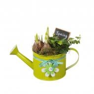 Растение Композиция 12 х20 с нарциссом в лейке Растение Композиция 12 х20 с нарциссом в лейке